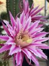 Akersia / Hildewintera hybrid - Babara Kellner